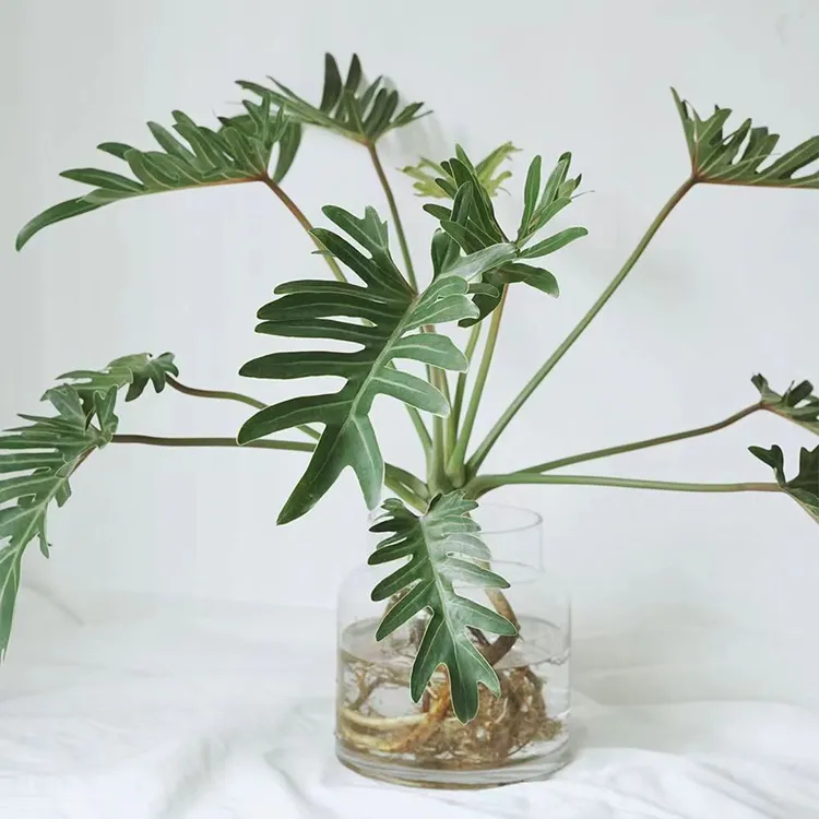 龙鳞春羽小天使蔓绿绒老桩盆栽室内办公四季常青家居摆件净化空气