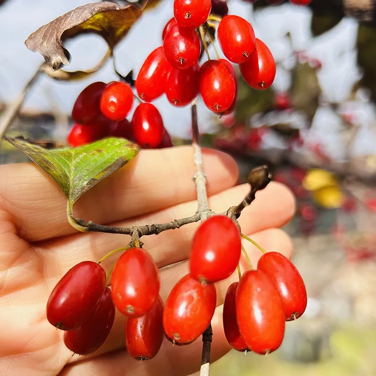 秦岭山茱萸新干货无核枣皮深山去核蜀枣纯肉山萸肉泡水喝