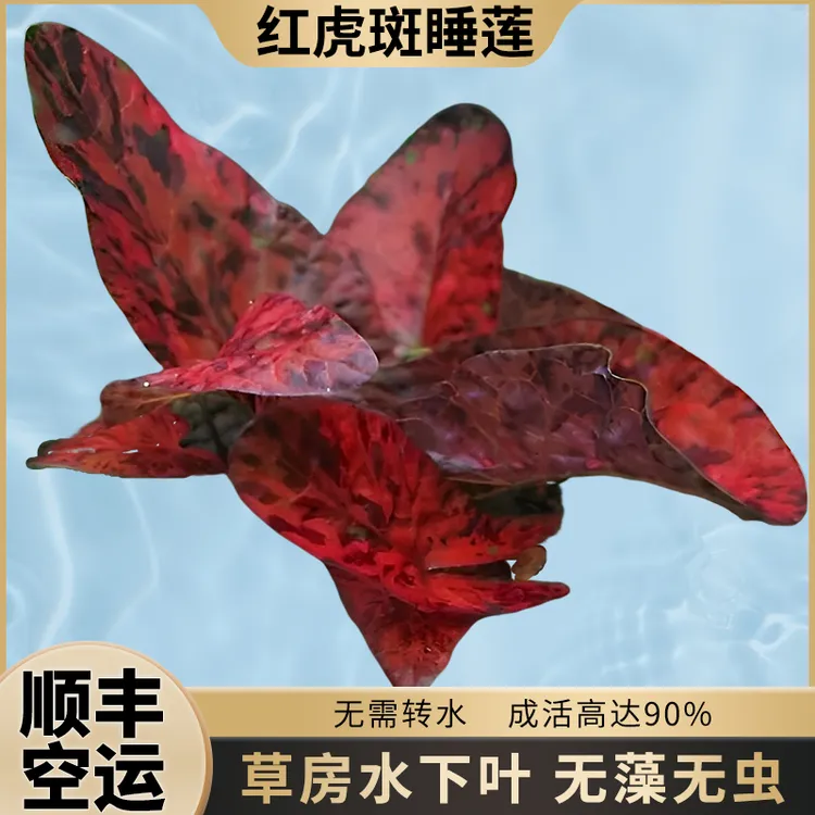 红虎睡莲水草造景鱼缸装饰水下叶淡水好养植物易活增氧懒净化水质