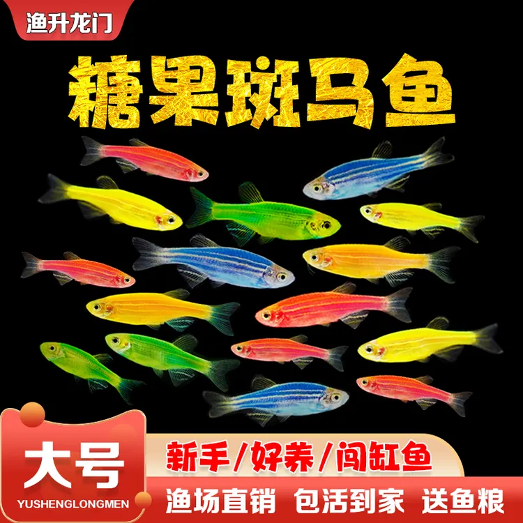 斑马鱼灯科鱼淡水鱼新手好养鱼七彩小鱼五彩荧光小型热带鱼观赏鱼