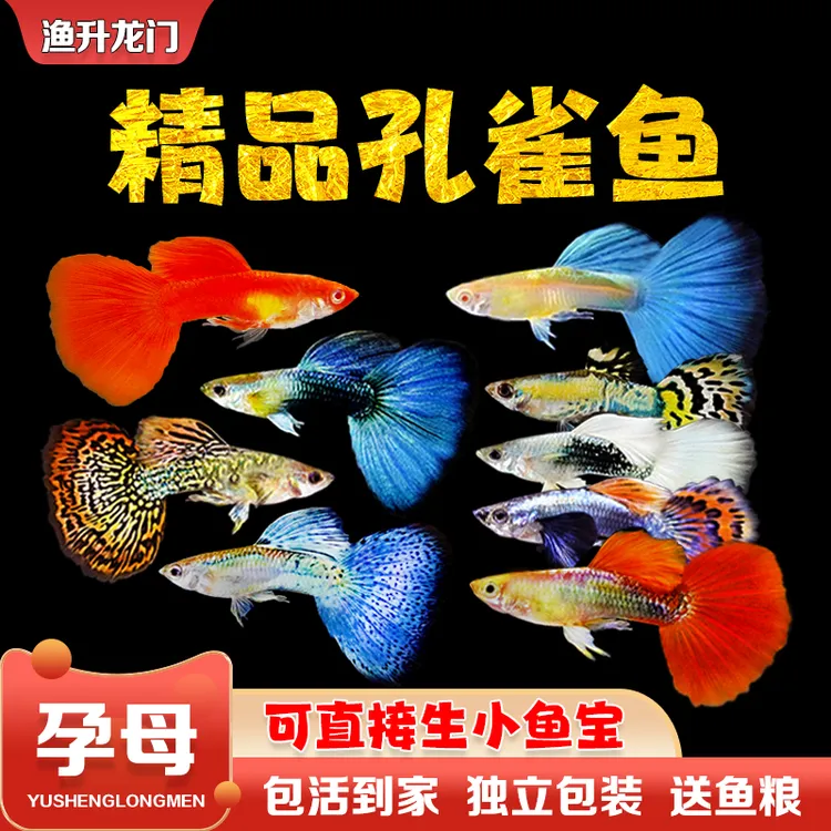 孔雀鱼淡水活体小鱼精品孔雀鱼纯种热带鱼胎生鱼凤尾鱼小型观赏鱼