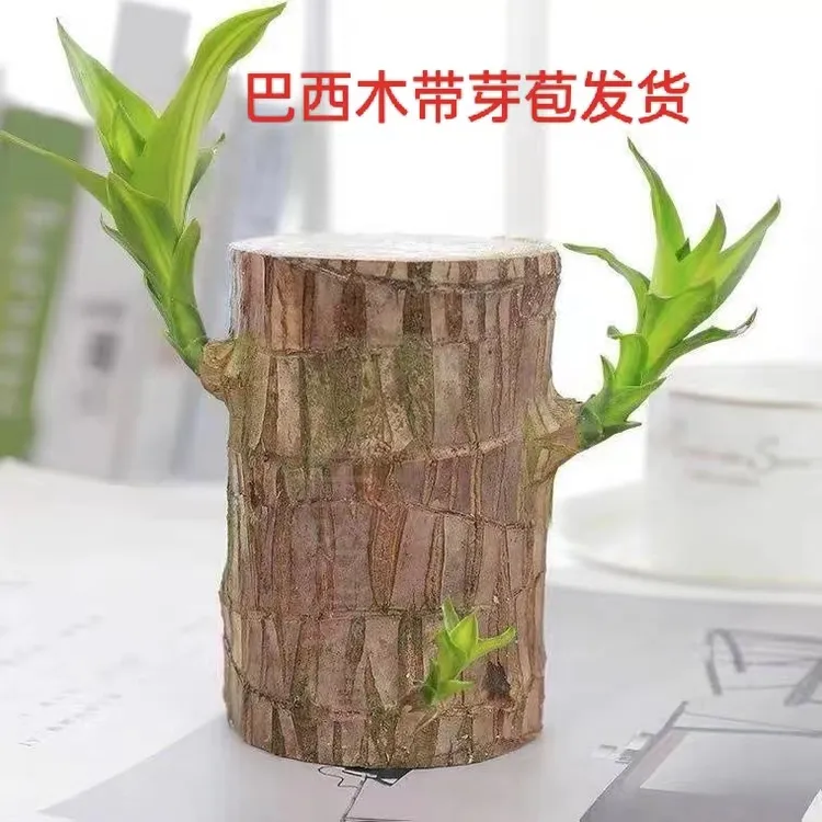 【带芽苞】养护巴西木幸运木好养懒人花卉植物室内客厅绿植盆栽室内