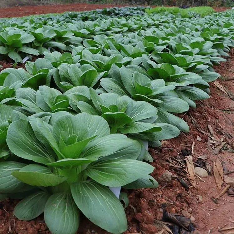 四季上海青种子 四季春季秋季油菜白菜种子蔬菜种子
