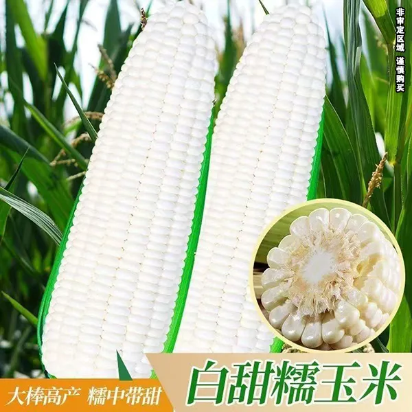白甜糯玉米种子国审山东糯168甜软糯四季大田粮食种子商品图