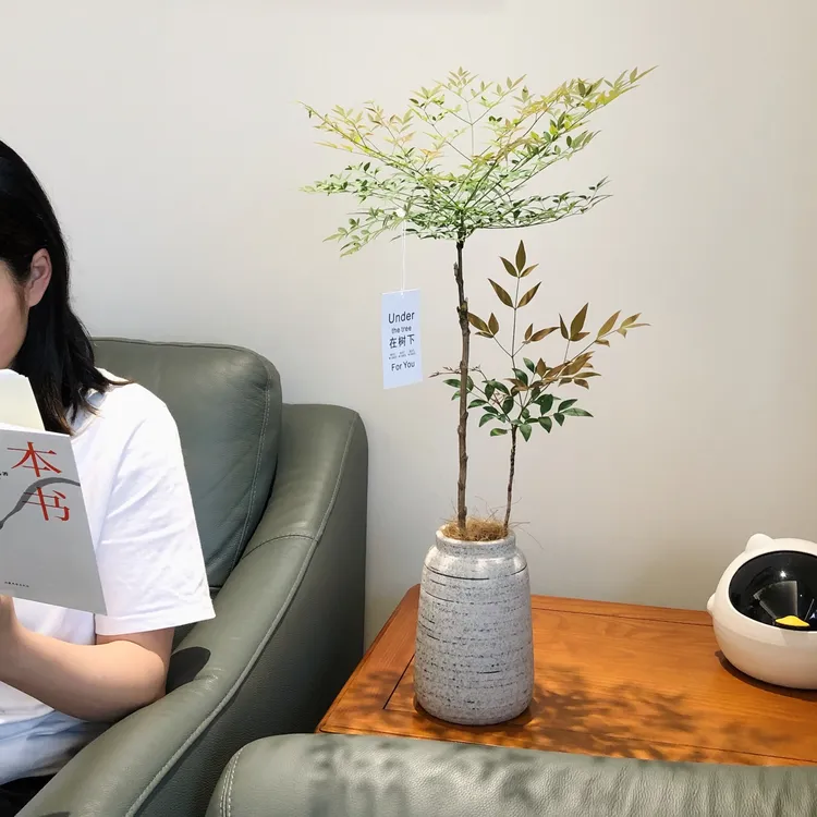 火焰南天竹盆栽植物室内绿植花卉马醉木观叶带根好养老桩树苗盆景