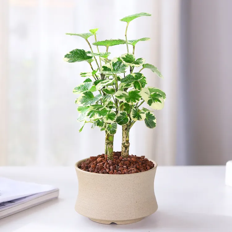 圆叶福禄桐金钱兜盆栽植物室内钱多多小树苗招财办公室绿植好养活