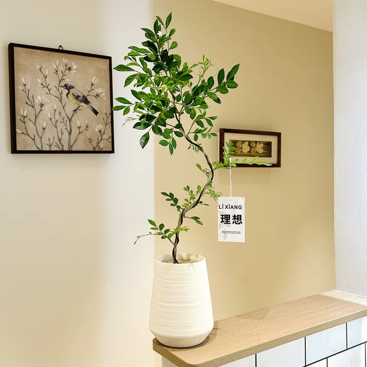 婀娜美人九里香七里香盆栽盆景室内客厅办公室桌面观叶花卉绿植商品图