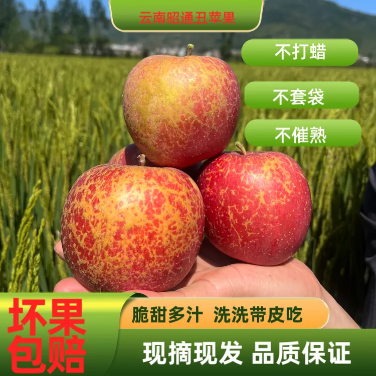 正宗云南昭通苹果应季新鲜水果脆甜苹果现货3-5/10斤现摘现发包邮