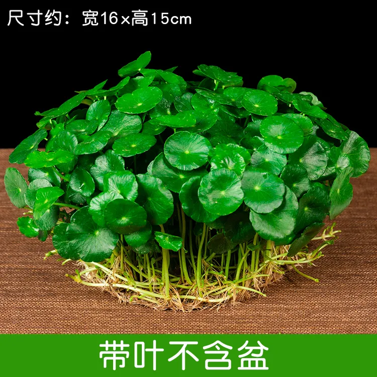 带叶铜钱草水培盆栽室内室外种植养护客厅花草花卉植物根系金钱草
