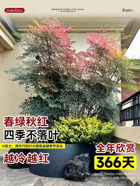 南天竹庭院绿植室内盆栽景观不落叶火焰南天竹耐寒耐旱好养