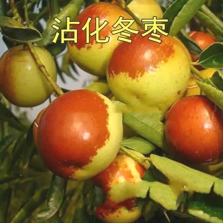 枣苗枣树苗沾化冬枣树苗雪红枣嫁接果树苗南方北方种植