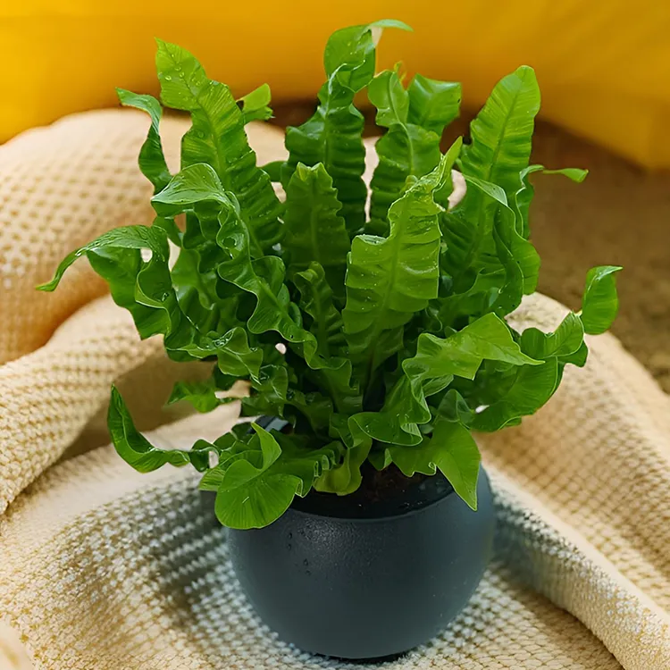 火焰鸟巢蕨配懒人吸水盆观叶盆栽耐阴好养四季常青绿植净化空气