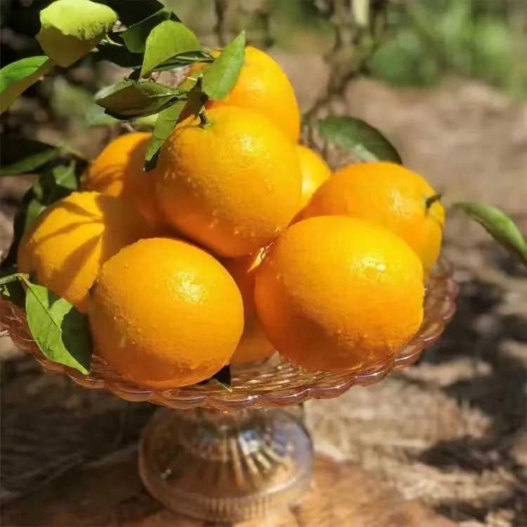 新鲜赣南脐橙 产地直发10斤/20斤装坏果包赔