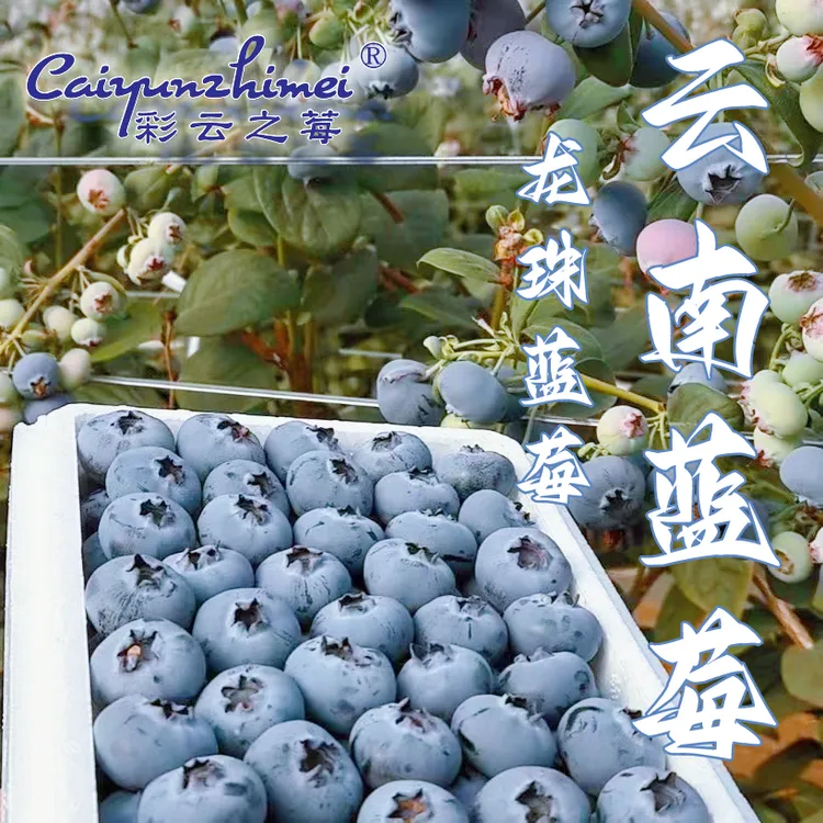 【D09龙珠蓝莓】云南露天花香甜蓝莓 新鲜现摘先发当季水果顺丰空运
