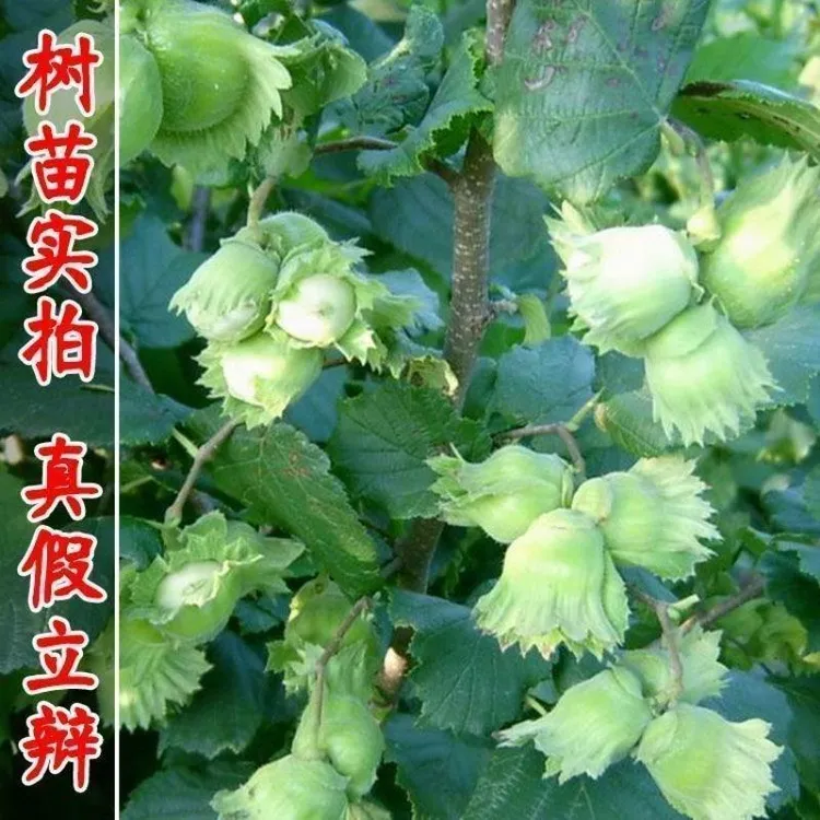 大榛子树苗薄皮平欧大果东北榛子坚果树苗耐寒南北方种植当年结果