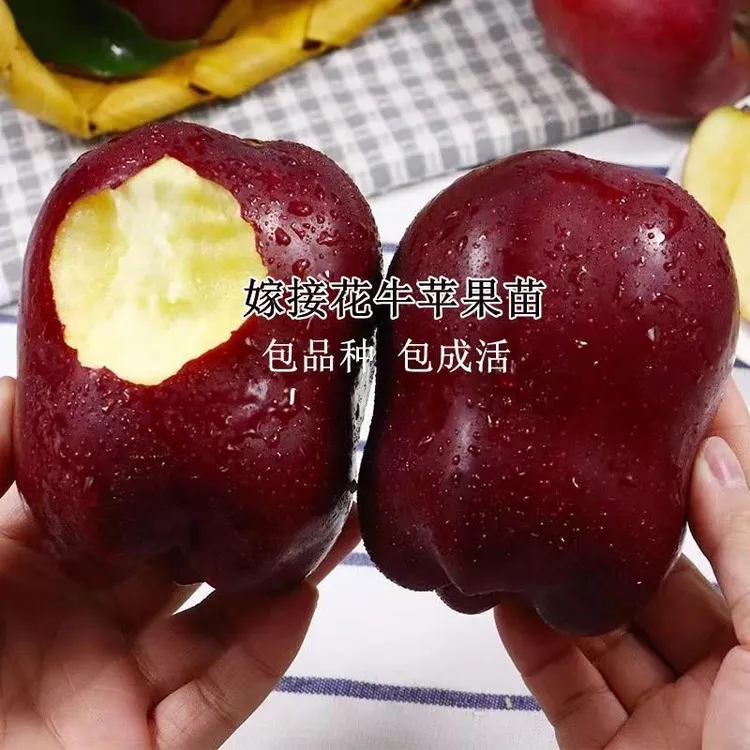 天水花牛苹果树苗嫁接美国蛇果粉面苹果苗地栽庭院种植果树苗盆栽