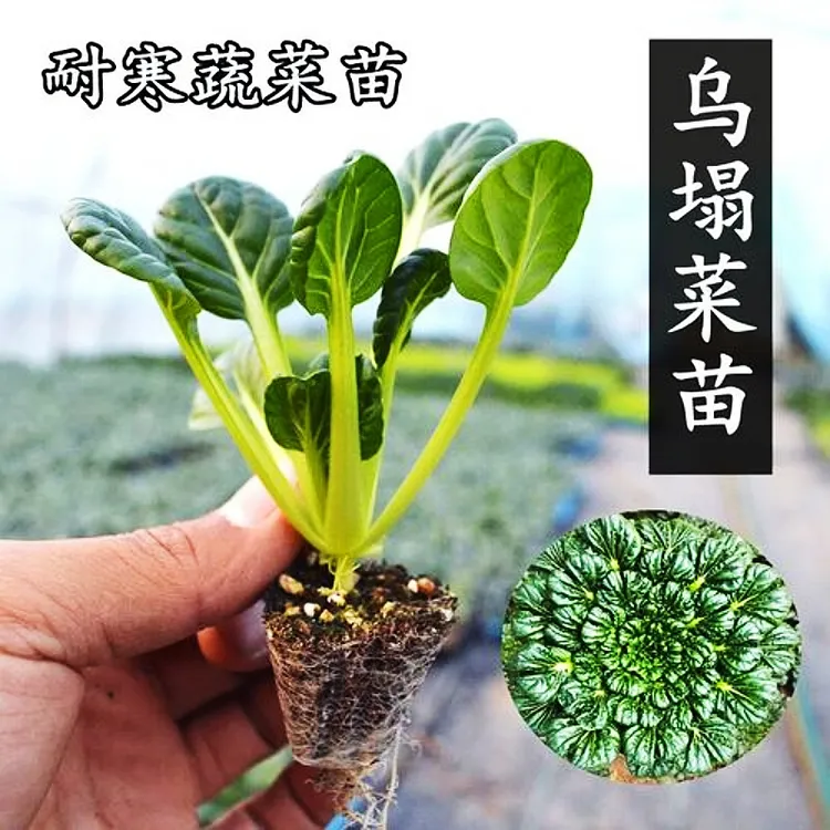 乌塌菜苗秧苗带土孔雀菜苗生菜种籽苗菊花菜四季盆栽秋冬季耐寒菜