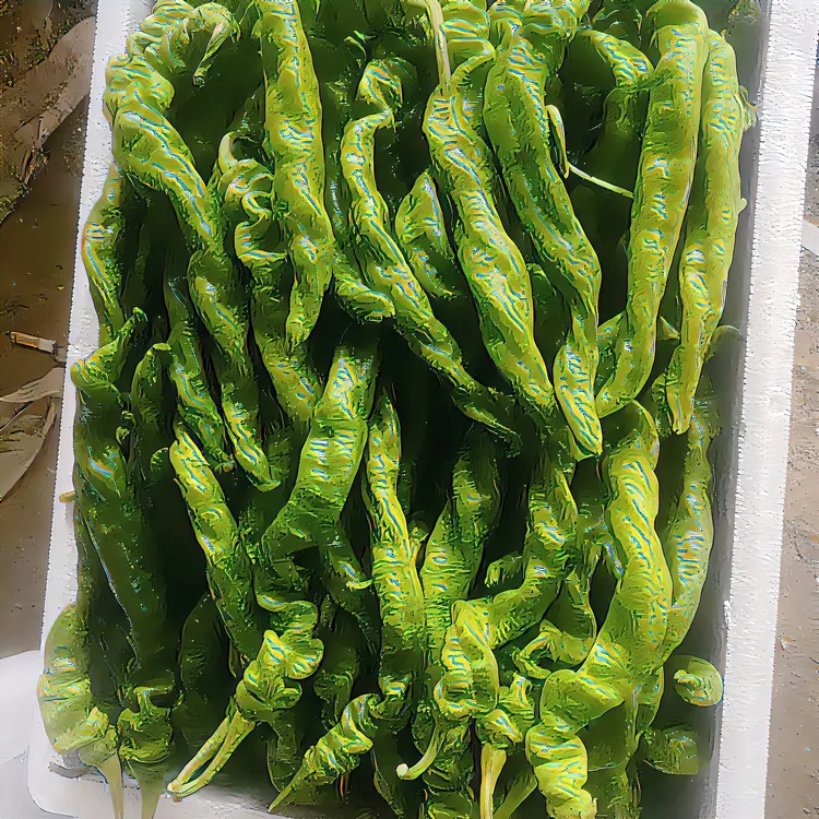 山东罗丝椒新鲜脆嫩现摘现发菜园抖音直达青椒辣椒皱皮农家菜