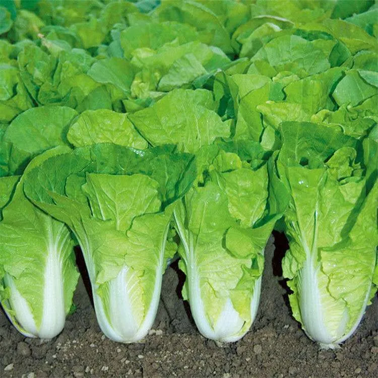 快菜奶油种子天成熟耐热耐高温四季速生小白菜种子蔬菜种子