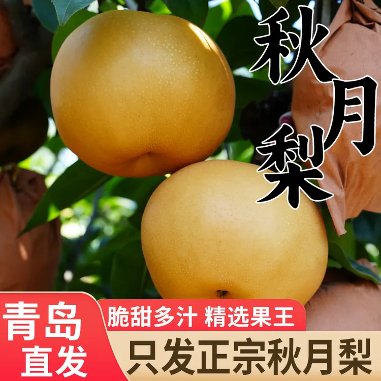 正宗山东梨烟台当季多汁秋月梨莱阳甜秋月梨脆甜当季水果当季热卖