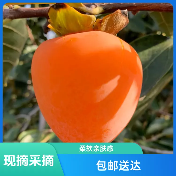 陕西富平大尖柿子果园现摘包邮