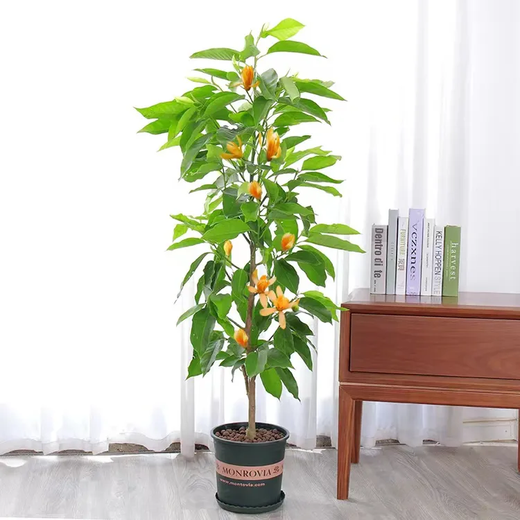 栽种盆栽花卉植物室内花四季白玉兰花树苗老桩带花苞莫奈花园风