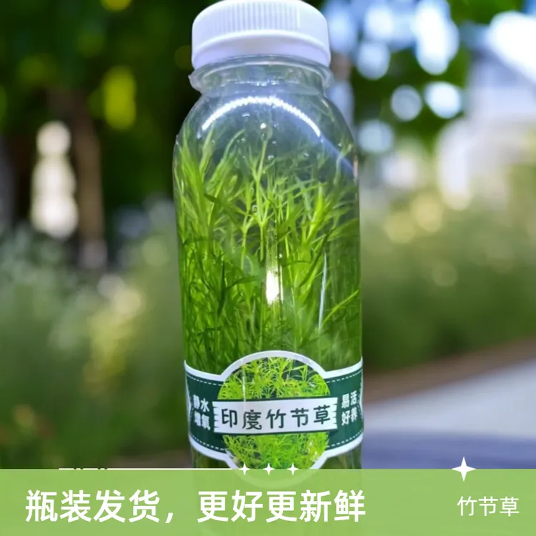 【养宠装备】印度竹节草懒人新手好养瓶装净水增氧水草孔雀鱼小型