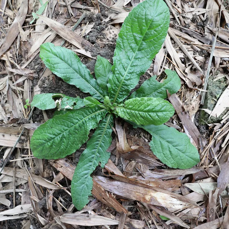 干货地胆头新鲜采挖晒干草鞋婆草鞋底根茎营养煲汤100克包邮