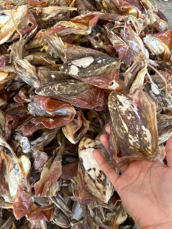 墨鱼干煲汤炖汤香