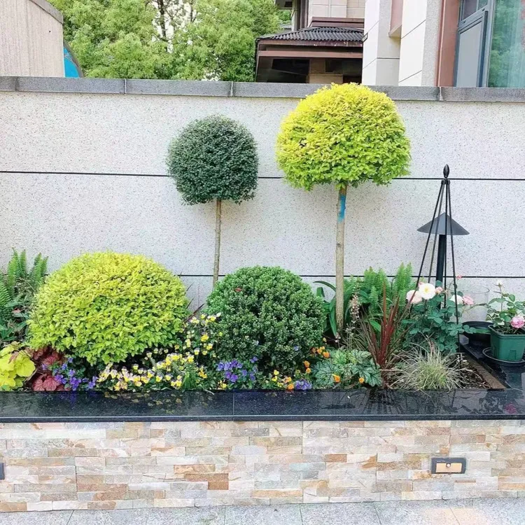 花镜植物搭配组合套餐花镜设计室内外小庭院花园布置耐寒耐热造景