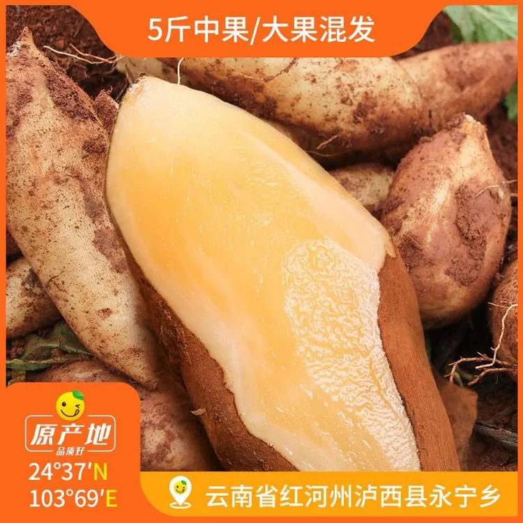 【现挖现发】辰颐物语雪莲果5斤装中大果随机发坏果包赔