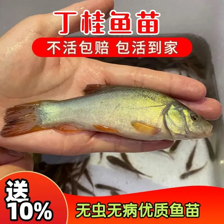 丁桂鱼苗丁鱥鱼活体淡水养殖食用好养易活观赏鱼