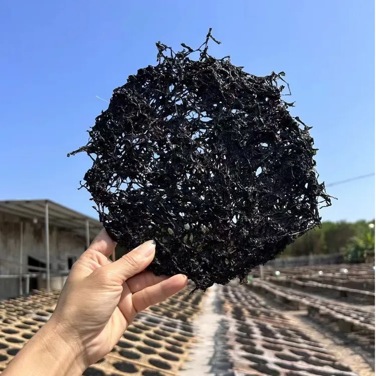 海山头水紫菜免洗细幼鲜甜营养野生农产品干货纯手工制作