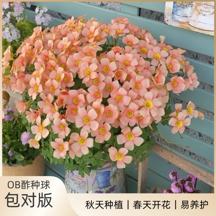 花园一只猫【晚花】钝叶酢浆草种球OB好看好养易爆盆多年生包对版