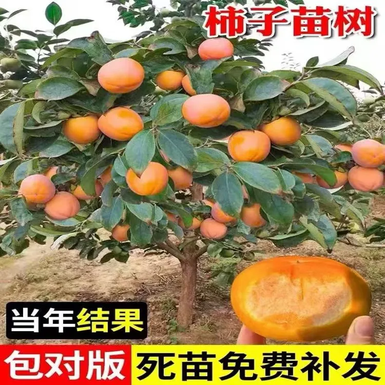 【脆甜柿子树】太秋脆甜柿苗果树苗盆栽地栽水果脆柿子庭院四季种植