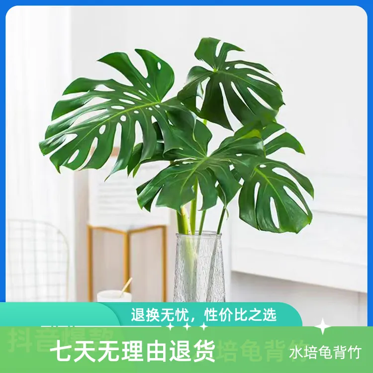 100cm以上7年老桩龟背竹 6片叶 不带瓶室内观叶水培
