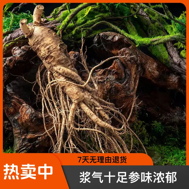 极参老参沟【瑕疵参自用型】正宗长白山带土鲜长白山人参残参