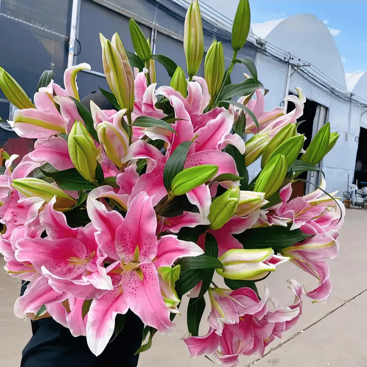 香水百合四季赏花重瓣大花朵花型阳台庭院低温全国春夏秋各种植