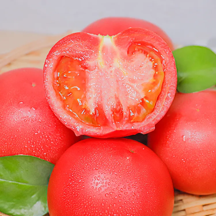 甘肃西红柿新鲜现采沙瓤水果自然成熟生吃多汁可炒菜