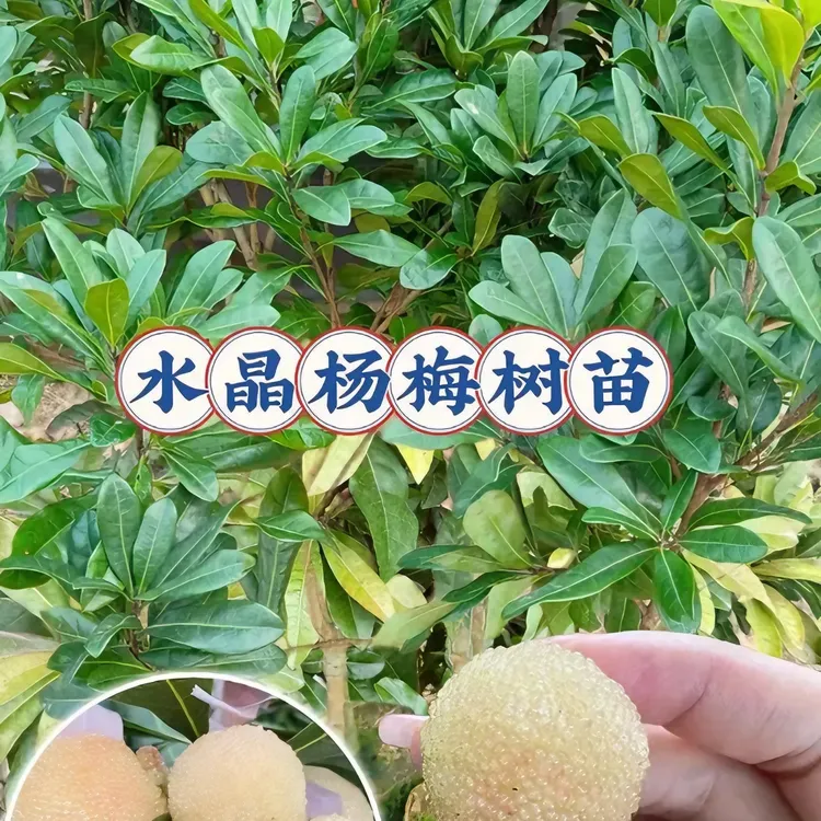 正宗盆栽果树纯甜水晶杨梅王子安海杨梅苗盆栽果树苗南北方种植地