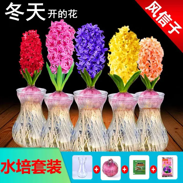风信子种球水养土培套餐冬季水培带芽耐寒易活花卉盆栽植物室内花