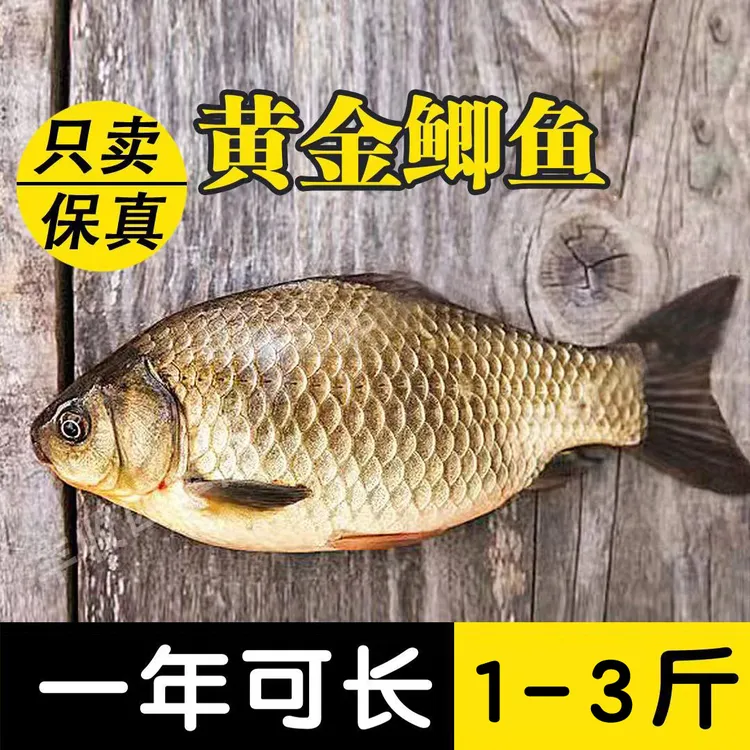 重庆黄金鲫鱼花鲢鱼大头鱼新鲜正宗大草包活体胖头鱼清理垃圾水质