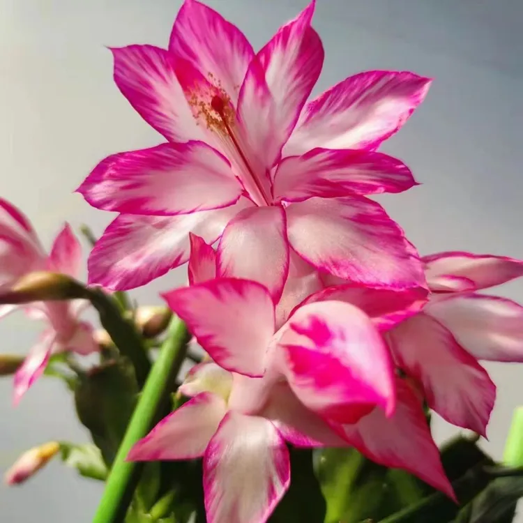 【蝴蝶夫人】进口蟹爪兰四季开花阳台多肉绿植花卉盆栽室内不带花苞