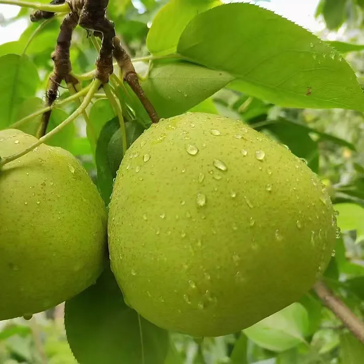 珠街长冲梨熟了，皮薄多汁，核小肉嫩5斤10斤装