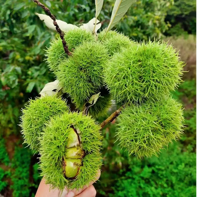 新鲜的板栗刺球现打现发3斤带刺装箱包邮新鲜有营养
