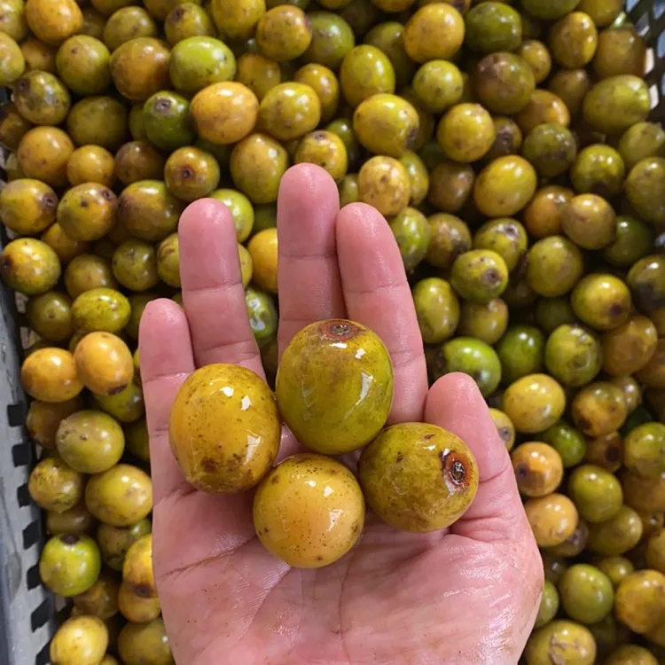 野生酸枣鼻涕果新鲜五眼果现摘现发南酸枣黄酸枣孕妇酸枣酸枣糕