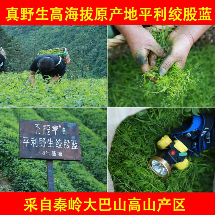 2025正品新茶平利绞股蓝龙须茶七叶绞股蓝茶叶官方正品旗舰店