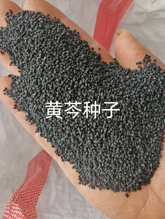 山西优质纯新柴胡黄芩种子