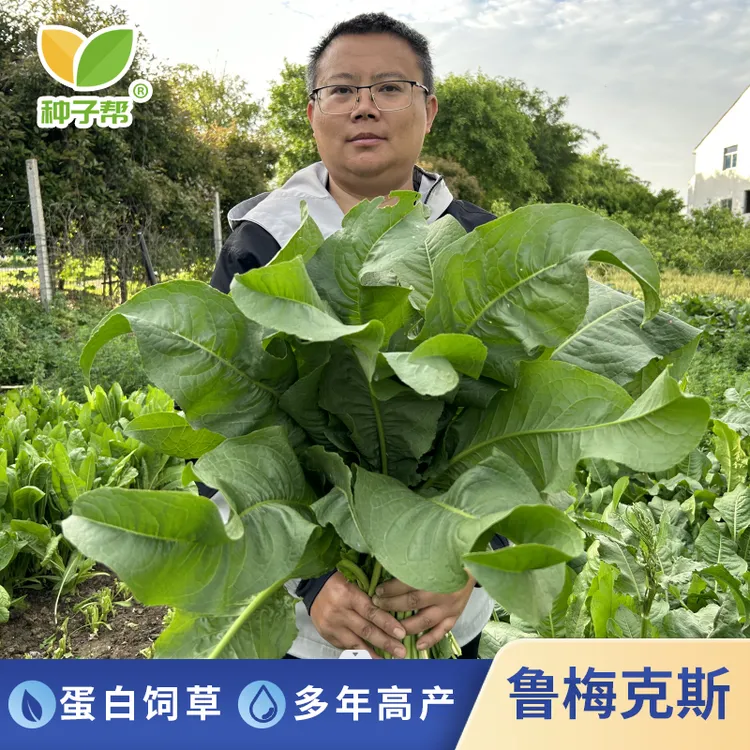 食叶草母本杂交鲁梅克斯牧草春秋播种多年生耐寒耐盐碱高蛋白饲草