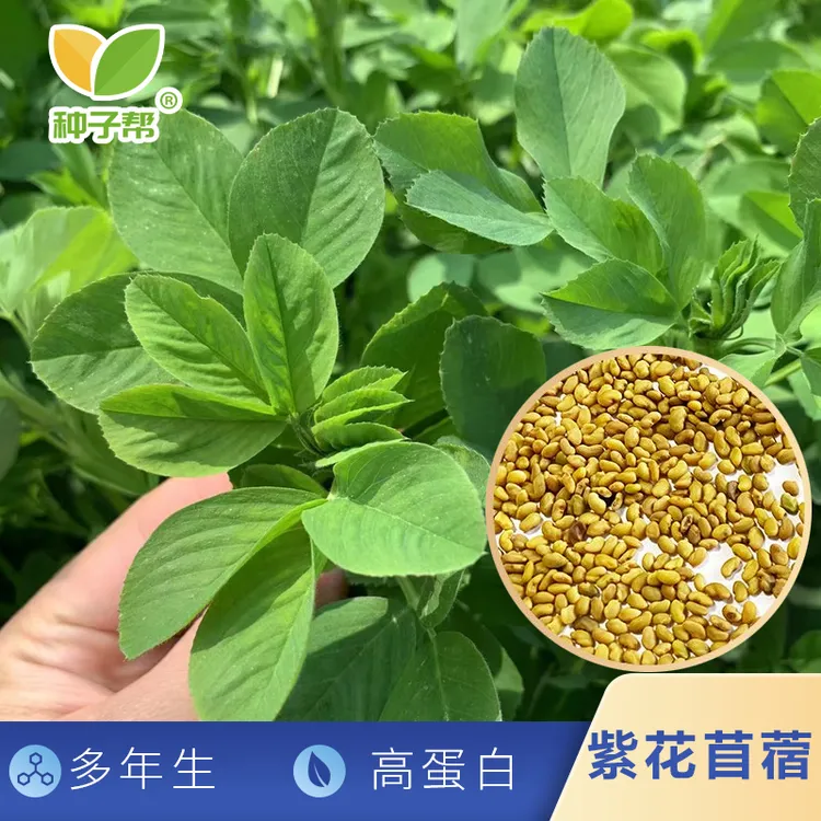 紫花苜蓿种子多年生蛋白牧草易消化四季耐寒抗旱耐盐碱可牧草种子